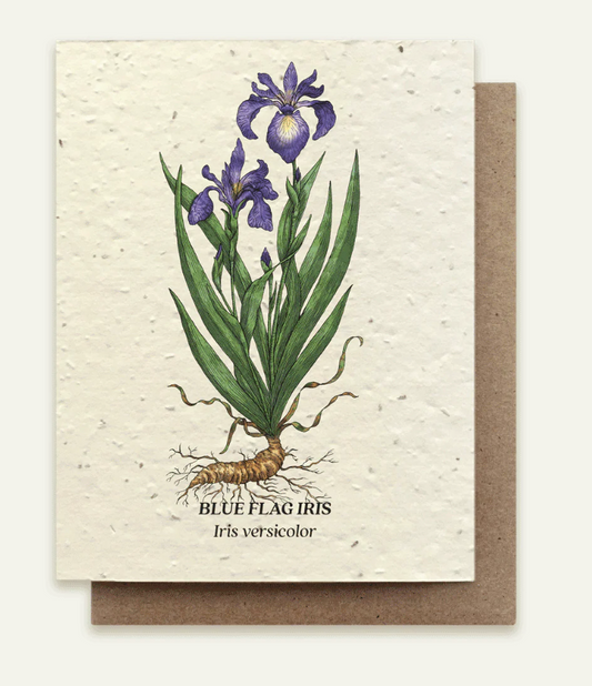 Card with illustration of Blue Flag Iris and plant roots on a beige background