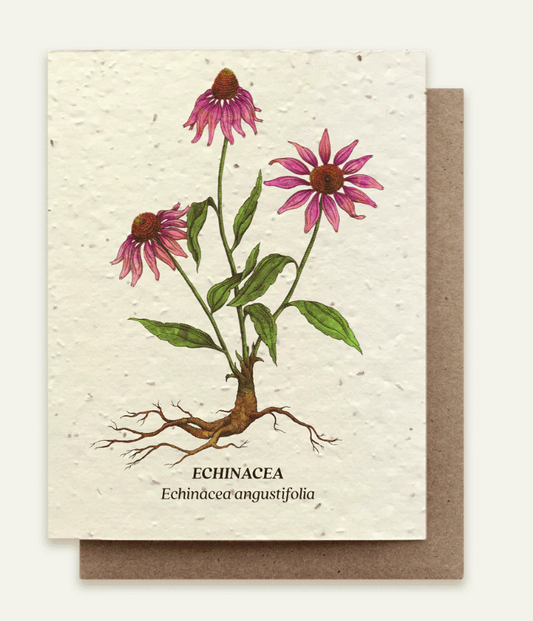 Card with echinacea plant illustration and text on a beige background